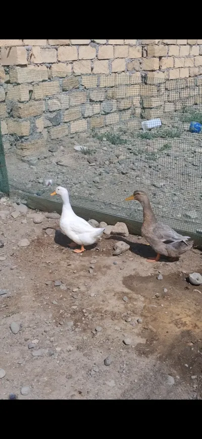 Ördəklər — Heyvanlar, Quşlar, Balıqlar, Gəncə