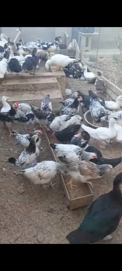 ÖRDƏK — Heyvanlar, Quşlar, Balıqlar, Bakı