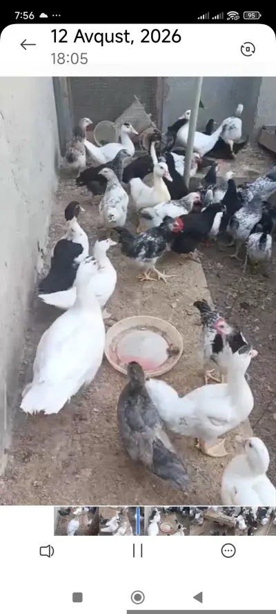 Ördək — Heyvanlar, Quşlar, Balıqlar, Bakı — şəkil 3
