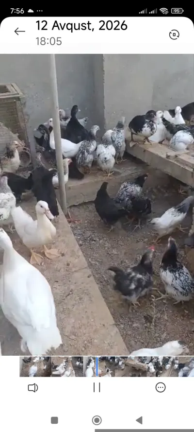 Çolpa — Heyvanlar, Quşlar, Balıqlar, Bakı — şəkil 4