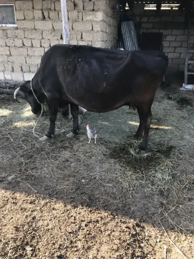İnək — Heyvanlar, Quşlar, Balıqlar, Qusar — şəkil 3