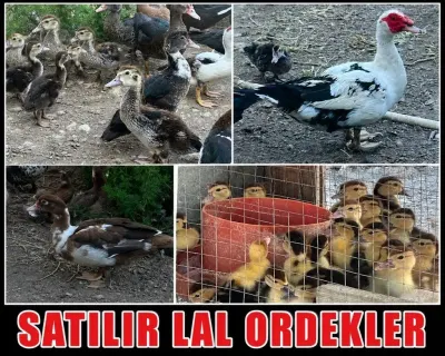 Ördəklər — Heyvanlar, Quşlar, Balıqlar, Gəncə