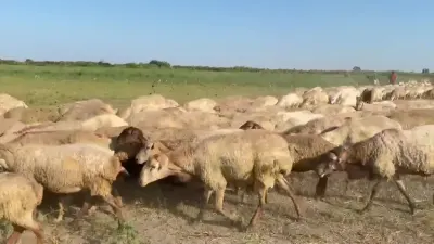 QOYUNLAR — Heyvanlar, Quşlar, Balıqlar, Tərtər