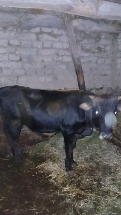 İnək — Heyvanlar, Quşlar, Balıqlar, Qəbələ — şəkil 2