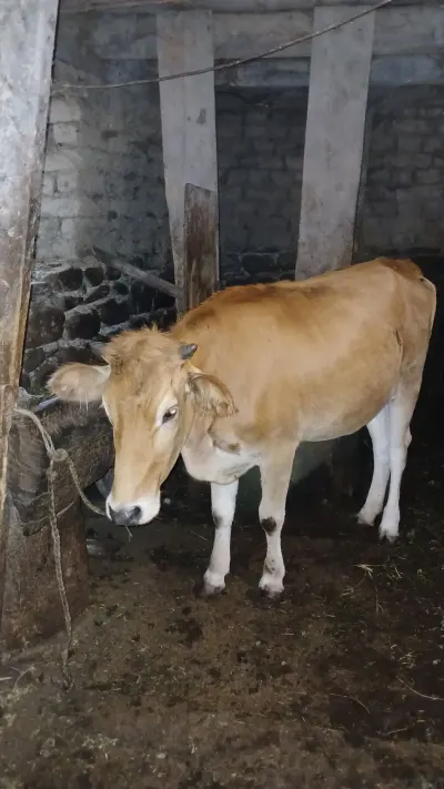 İnək — Heyvanlar, Quşlar, Balıqlar, Qəbələ