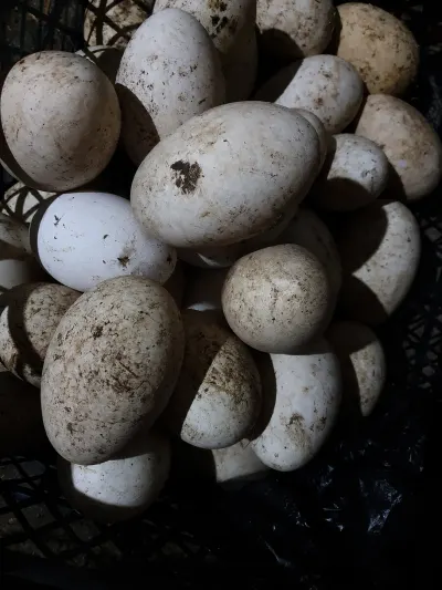 Yumurta — Heyvanlar, Quşlar, Balıqlar, Bakı