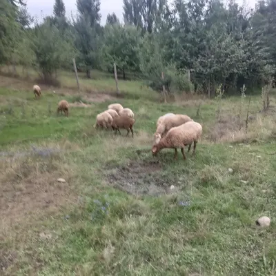 Qoyun — Heyvanlar, Quşlar, Balıqlar, Qusar — şəkil 2
