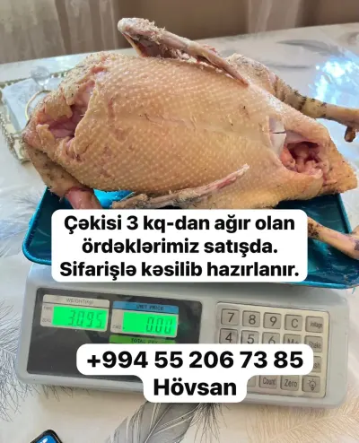 ÖRDƏK — Heyvanlar, Quşlar, Balıqlar, Bakı