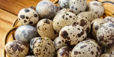 BiLDİRÇİN YUMURTASI — Heyvanlar, Quşlar, Balıqlar, Bakı