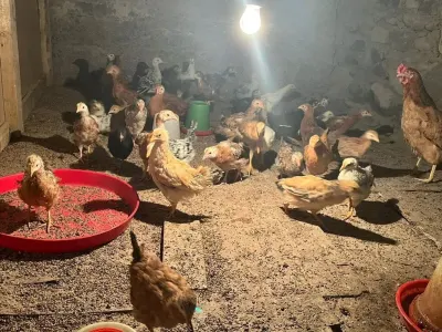Cücə — Heyvanlar, Quşlar, Balıqlar, Gəncə