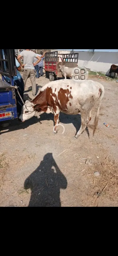 Dana — Heyvanlar, Quşlar, Balıqlar, Bakı