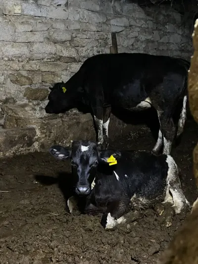 Balalı inək — Heyvanlar, Quşlar, Balıqlar, Bakı