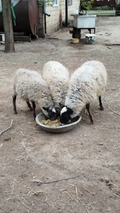 Qoyunlar — Heyvanlar, Quşlar, Balıqlar, Saatlı