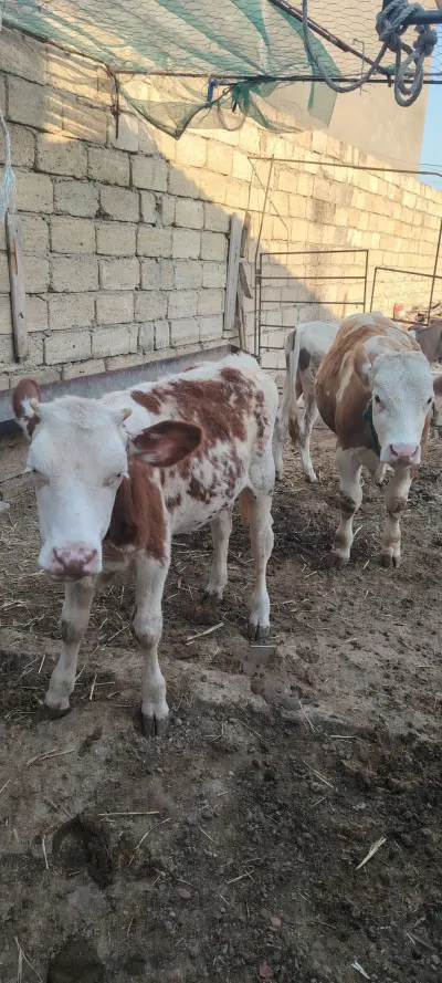DANA — Heyvanlar, Quşlar, Balıqlar, Bakı