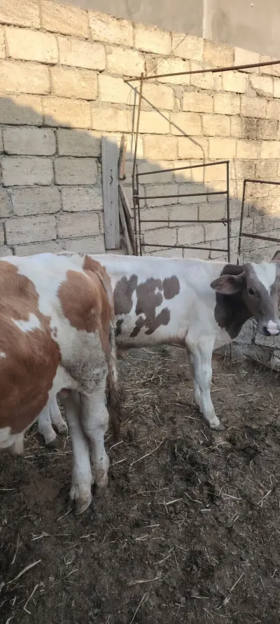 Dana — Heyvanlar, Quşlar, Balıqlar, Sumqayıt — şəkil 3