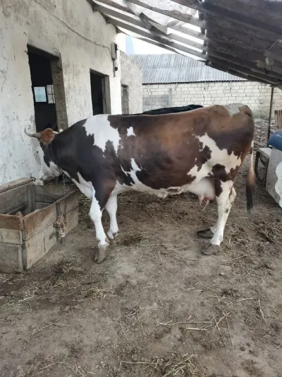İnək — Heyvanlar, Quşlar, Balıqlar, Xırdalan — şəkil 2