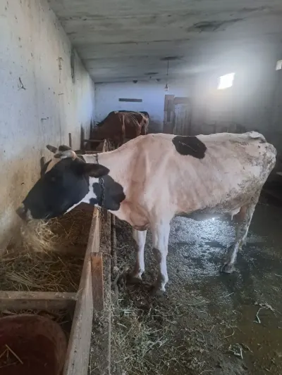 Balalı inək — Heyvanlar, Quşlar, Balıqlar, Bakı