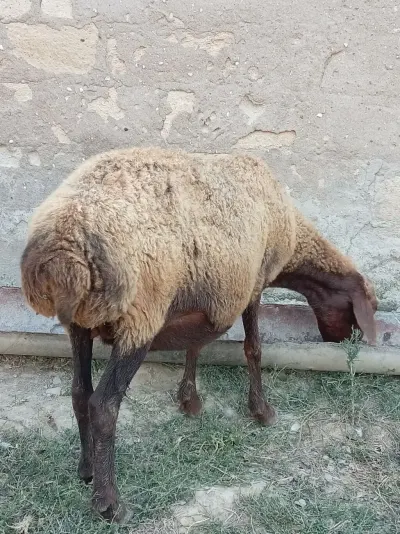 Qoyunlar — Heyvanlar, Quşlar, Balıqlar, Bakı — şəkil 2
