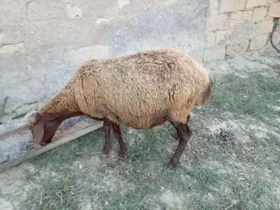Qoyunlar — Heyvanlar, Quşlar, Balıqlar, Bakı