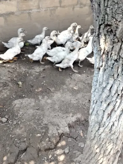 Pekin ördəyi — Heyvanlar, Quşlar, Balıqlar, Quba — şəkil 7