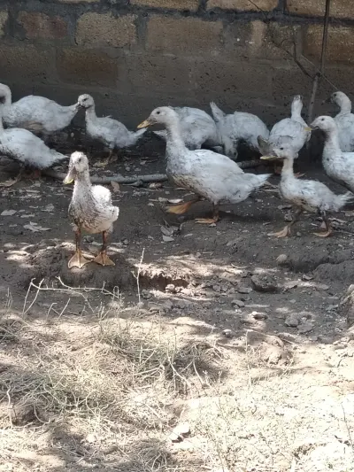 Pekin ördəyi — Heyvanlar, Quşlar, Balıqlar, Quba — şəkil 2