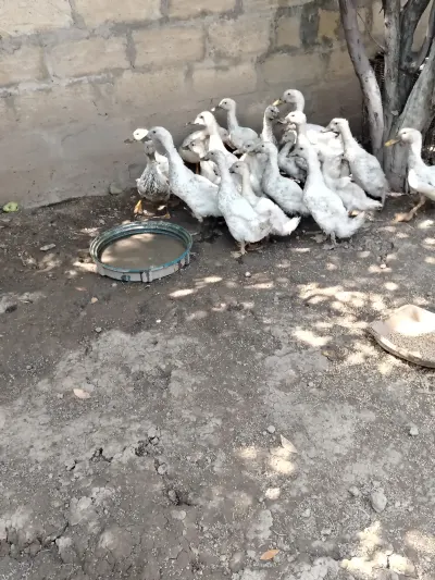 Pekin ördəyi — Heyvanlar, Quşlar, Balıqlar, Quba — şəkil 4