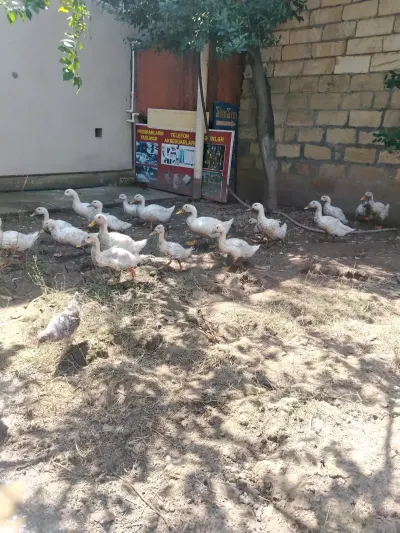 Pekin ördəyi — Heyvanlar, Quşlar, Balıqlar, Quba