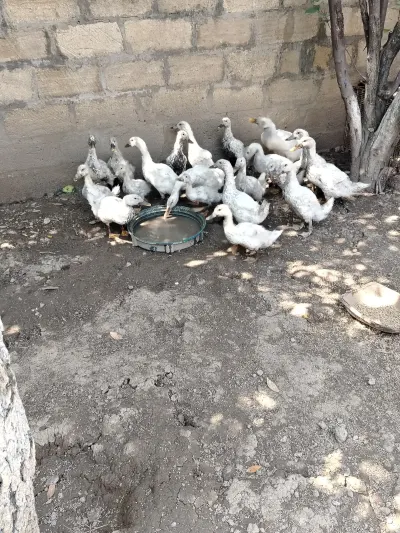 Pekin ördəyi — Heyvanlar, Quşlar, Balıqlar, Quba — şəkil 6