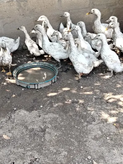 Pekin ördəyi — Heyvanlar, Quşlar, Balıqlar, Quba — şəkil 5
