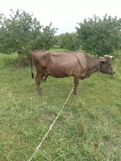 İnək — Heyvanlar, Quşlar, Balıqlar, Xudat