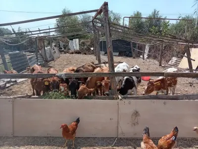 BUZOV — Heyvanlar, Quşlar, Balıqlar, Xaçmaz