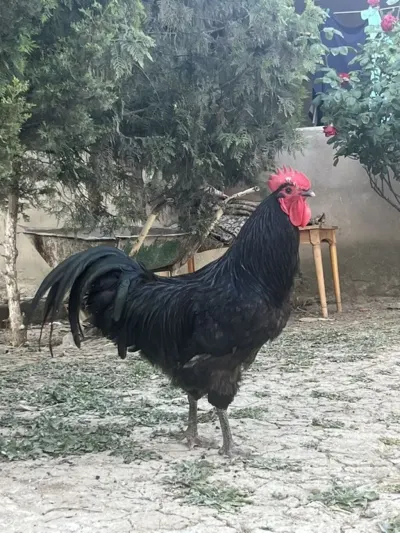 Xoruz — Heyvanlar, Quşlar, Balıqlar, Bakı