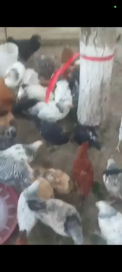Çolpa — Heyvanlar, Quşlar, Balıqlar, Bakı — şəkil 3