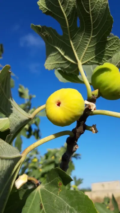 ƏNCİR — Meyvə və Giləmeyvə, Bakı