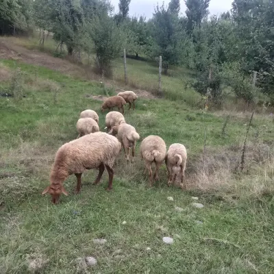 Quzular — Heyvanlar, Quşlar, Balıqlar, Qusar