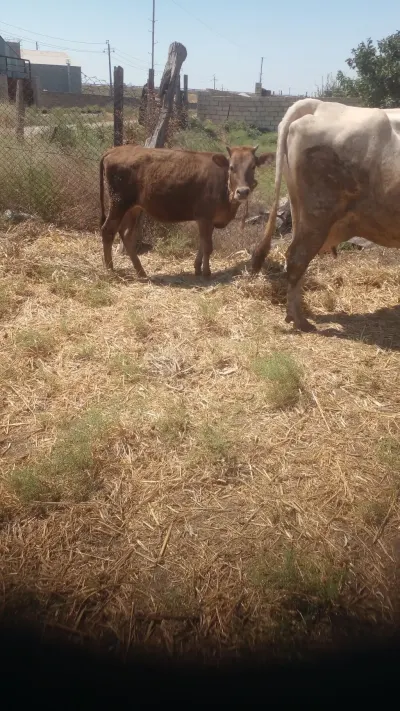 Dana — Heyvanlar, Quşlar, Balıqlar, Sumqayıt — şəkil 2