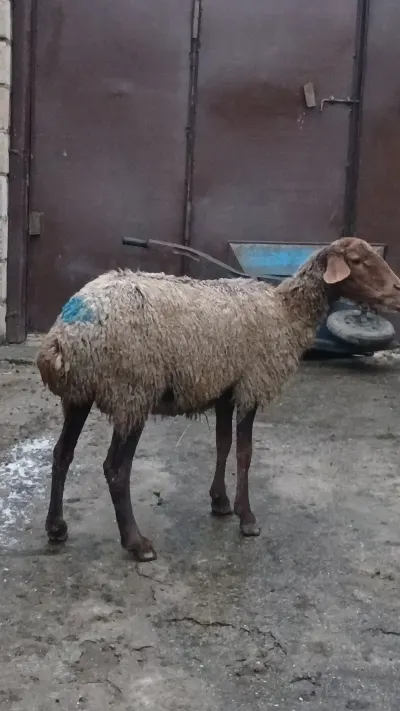 Qoyunlar — Heyvanlar, Quşlar, Balıqlar, Quba — şəkil 3