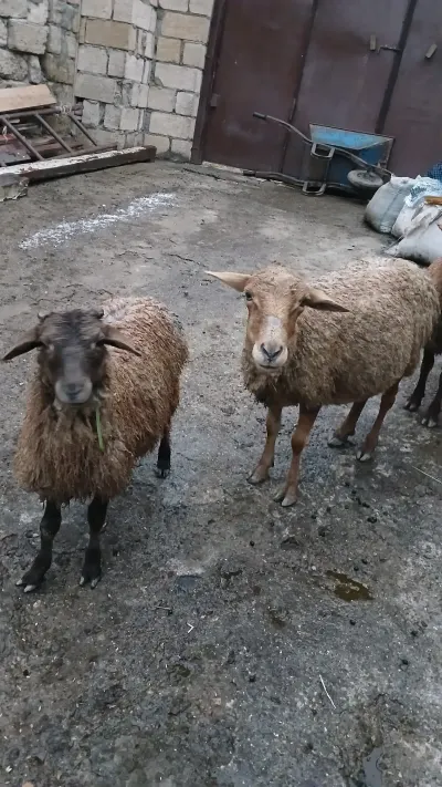 Qoyunlar — Heyvanlar, Quşlar, Balıqlar, Quba — şəkil 4