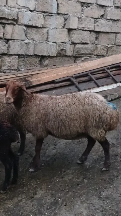 Qoyunlar — Heyvanlar, Quşlar, Balıqlar, Quba — şəkil 2