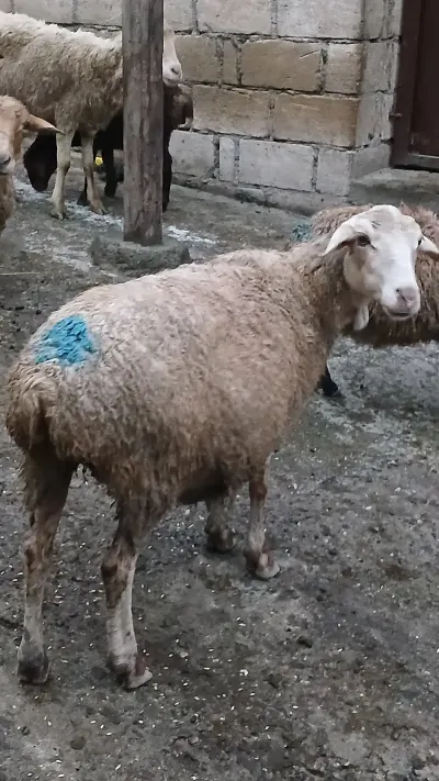 QOYUNLAR — Heyvanlar, Quşlar, Balıqlar, Quba