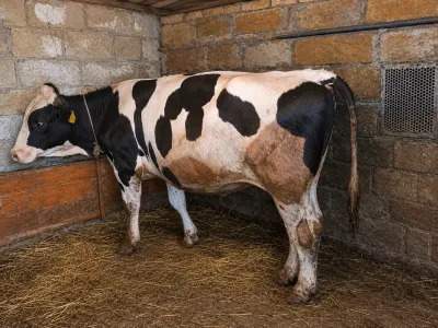 Dana — Heyvanlar, Quşlar, Balıqlar, Bakı