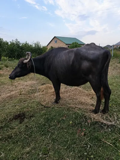 Camışlar — Heyvanlar, Quşlar, Balıqlar, Şabran