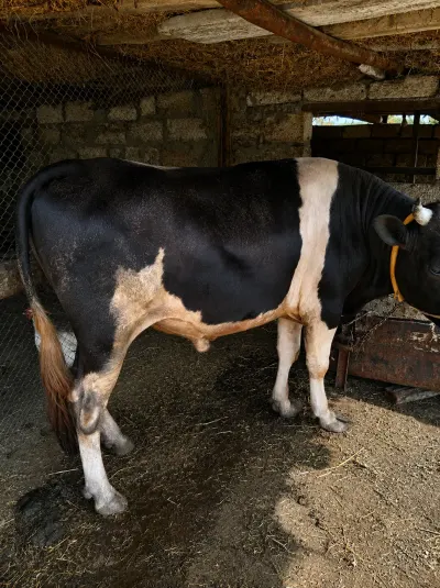 Cöngə — Heyvanlar, Quşlar, Balıqlar, Xaçmaz