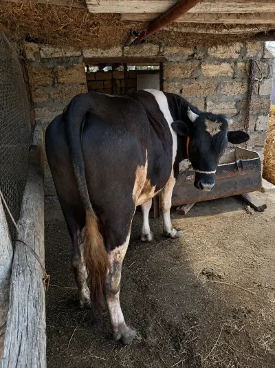 Cöngə — Heyvanlar, Quşlar, Balıqlar, Xaçmaz — şəkil 2