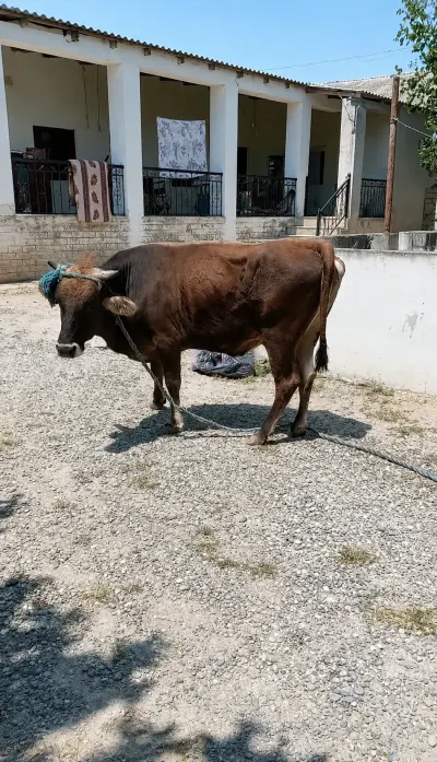 DÜYƏ — Heyvanlar, Quşlar, Balıqlar, Bakı
