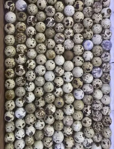 BiLDİRÇİN YUMURTASI — Heyvanlar, Quşlar, Balıqlar, Bakı