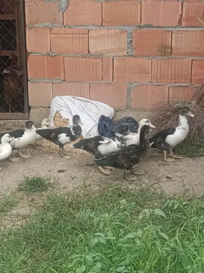 ÖRDƏKLƏR — Heyvanlar, Quşlar, Balıqlar, Gəncə