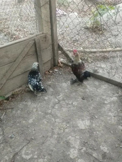 Toyuqlar — Heyvanlar, Quşlar, Balıqlar, Salyan — şəkil 2