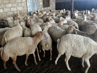 Qoyun — Heyvanlar, Quşlar, Balıqlar, Bərdə