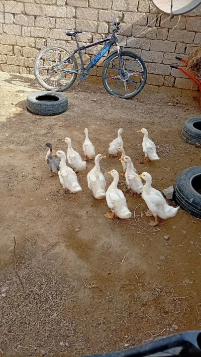 Ördək balası — Heyvanlar, Quşlar, Balıqlar, Bakı